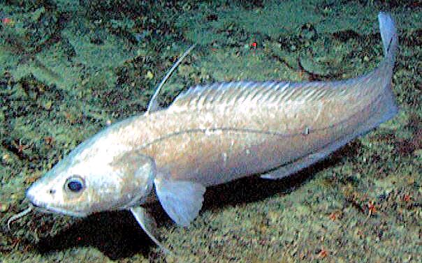 Antimora rostrata_02222